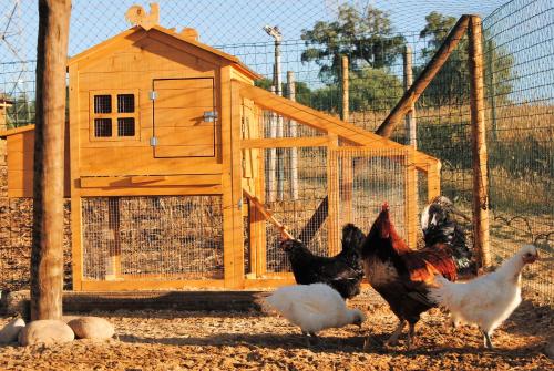 a group of chickens standing in front of a chicken coop at Monte Calmaria by Estilo Lusitano, with private pool and Jacuzzi in Grândola