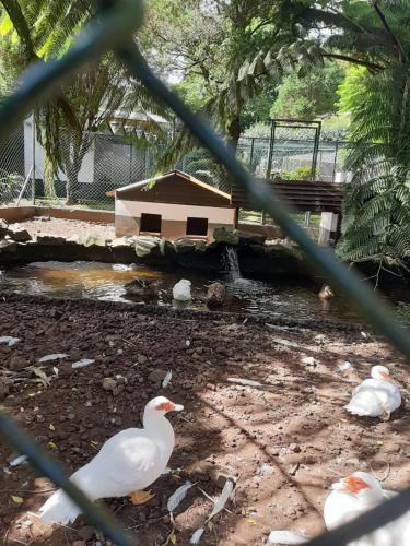 two ducks and a bird house in a zoo at Casa vicente in Santa Cruz das Flores
