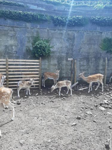 a group of gazelles standing in front of a fence at Casa vicente in Santa Cruz das Flores