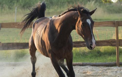 a brown horse running in front of a fence at Ferienwohnung Schwalbennest in Kiebitz