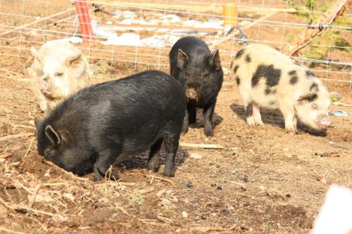 three pigs standing in the dirt near a fence at Chata Nad rybníkem Hnačov in Hnačov