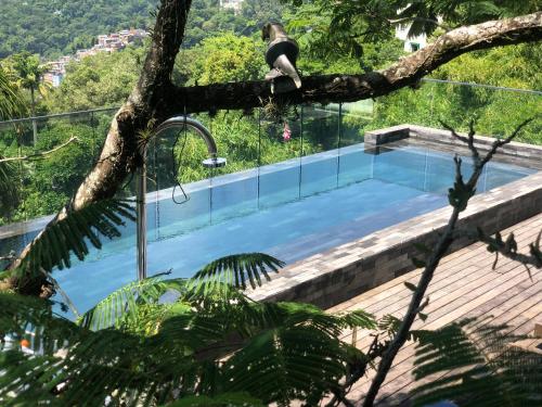 a bird perched on a tree branch next to a swimming pool at Pousada Rio144 in Rio de Janeiro