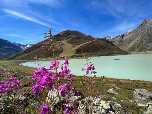 a bunch of purple flowers in front of a lake at Gschlössle Ferienwohnungen in Jerzens