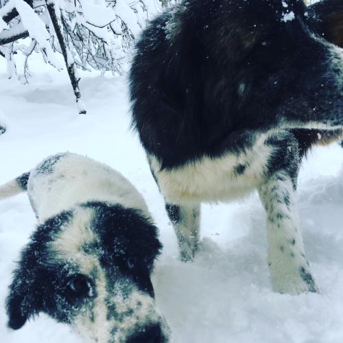 a dog standing in the snow next to a sheep at KATIKIA ZAGORI in Vitsa