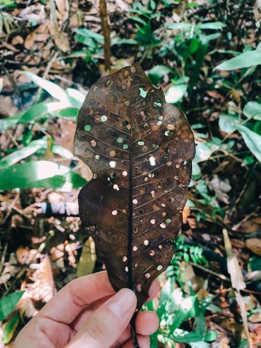 a hand holding a brown leaf with white spots at Amazon Arowana Lodge in Careiro