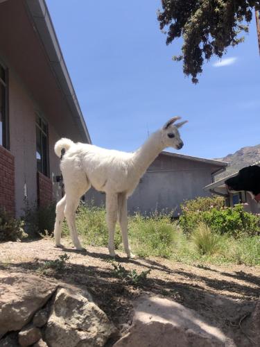 a white llama standing next to a house at Hotel Las Vicuñas in Putre