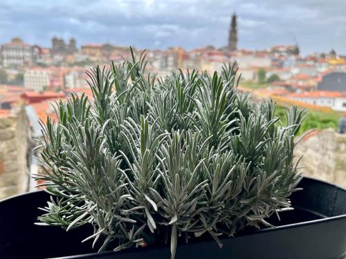 a plant in a black pot on a window sill at Urban Apartment Casa da Portela in Porto