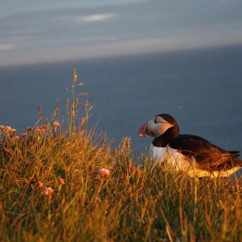 a bird sitting on top of the grass at Rauðsdalur in Brjánslækur