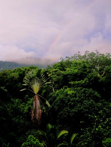 a rainbow in the middle of a forest with a palm tree at Omega Tours Eco-Jungle Lodge in La Ceiba
