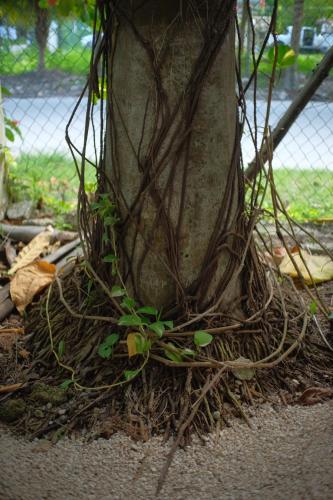 a tree with vines growing around the base of it at El árbol de la vida Hostel - Private Rooms Near Bacalar Lagoon in Bacalar