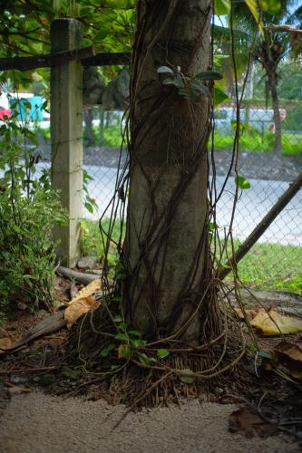 a tree with vines wrapped around a fence at El árbol de la vida Hostel - Private Rooms Near Bacalar Lagoon in Bacalar