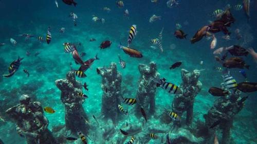 a group of fish swimming in the ocean at fullesguesthouse in Gili Trawangan