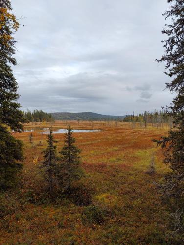 a large open field with trees and a river at Isokelo Log Apartments in Salla