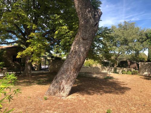 a tree that is standing in the grass at Le Mas Justin in Gordes