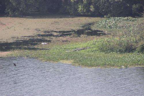 a body of water with a bird in the water at Brijraj Bhawan Palace Hotel in Kota