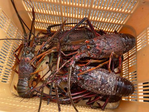 別荘の敷地内または近くにいる動物