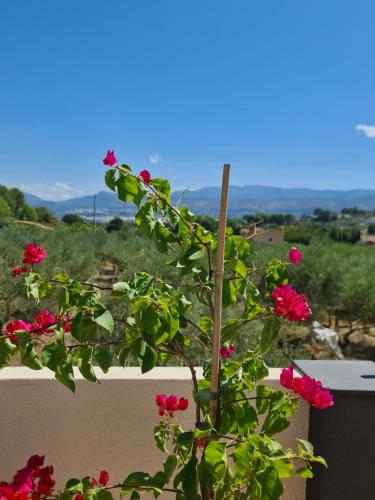 a plant with red flowers in a pot on a balcony at B&B Finca la Yuca "Un paraíso en Ontinyent" in Ontinyent