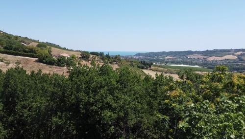 a view of a hill with trees in the foreground at Agriturismo MonteMaggio in Lapedona