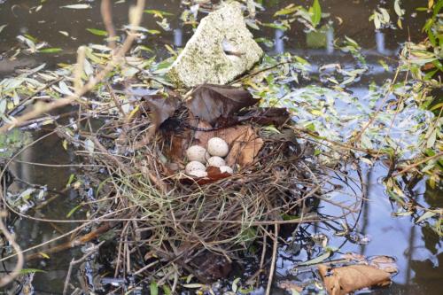 a bird nest with eggs in the water at Meschermolen 8 in Eijsden