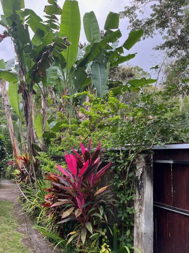 a garden with a bunch of plants next to a building at Balian Bliss Retreat Bungalow & Villas in Balian