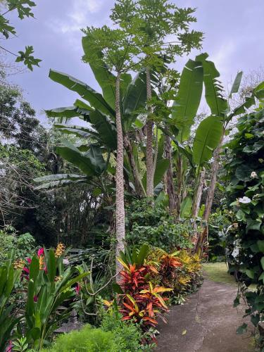 a garden with palm trees and other plants at Balian Bliss Retreat Bungalow & Villas in Balian