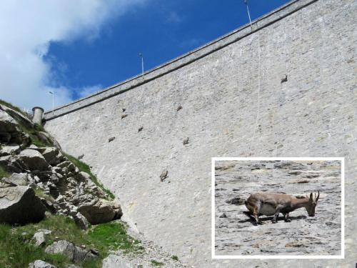 a rhino standing in front of a brick wall at Villa Giuly in Antronapiana