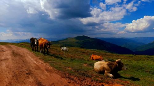 a group of cows laying on the side of a dirt road at Ethno village & resort Ćorić in Mojkovac