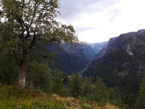 a tree on top of a hill with a valley at Stalheim Fjord og Fjellhytter in Stalheim