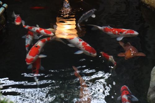 a group of koi fish in a pond at Daibutsu Ryokan in Takaoka