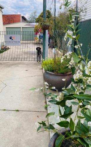 a dog is standing in front of a fence at Yours and Theirs Pet Friendly Accommodation in Myrtleford