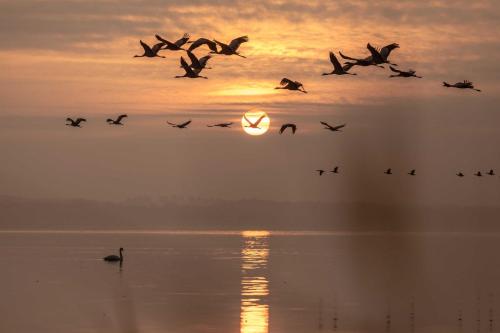 a flock of birds flying over the water at sunset at Luxus Loft am Müritzufer in Sietow Dorf