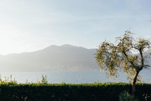 a tree in front of a body of water at Hotel Orione - Lake Front Hotel in Brenzone sul Garda