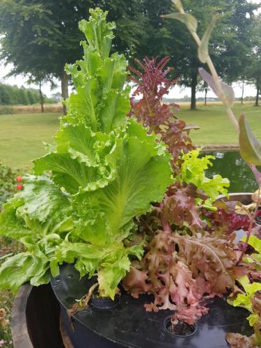 a potted plant with lettuce and other lettuces at Kyndestoft Bed & Breakfast in Holstebro