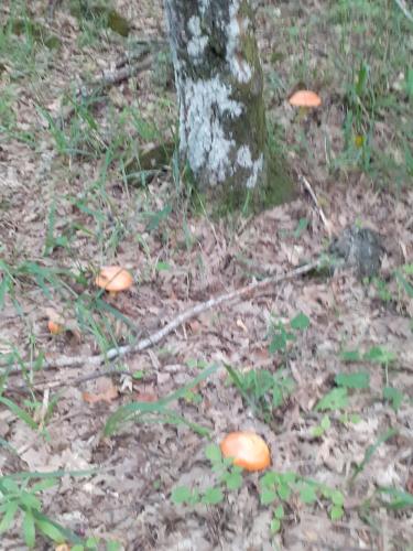 a group of mushrooms on the ground next to a tree at B&B e Case Vacanze Belvedere in San Severino Lucano