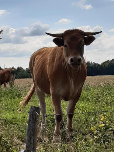 a brown cow standing in a field behind a fence at Landelijk gelegen Huisje op erf in Veeningen