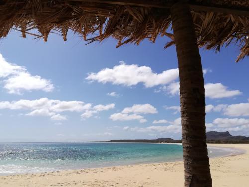 a beach with a palm tree and the ocean at Sea view house, Praia de Chaves, Boa Vista, Cape Verde, FREE WI-FI in Cabeçadas
