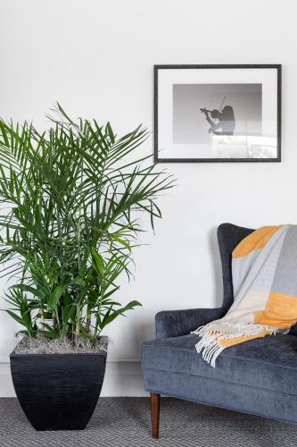 a blue couch and a potted plant in a living room at Elwood Hotel & Suites in Lexington