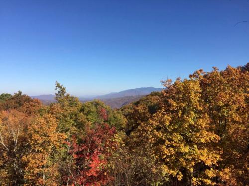 a group of trees in the fall at The Edelweiss Estate - Mountain Views in Gatlinburg