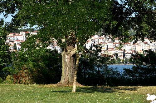 a dog sitting under a tree in a park at Κεντρικό και ευρύχωρο οροφοδιαμέρισμα in Kastoria