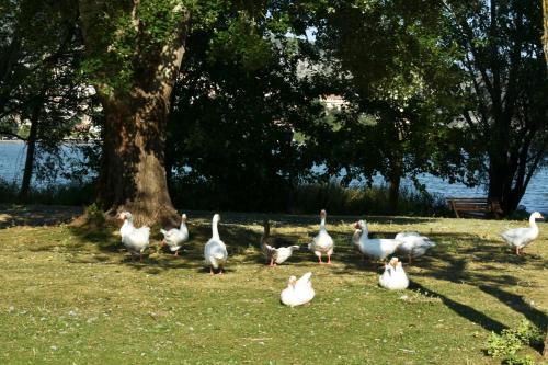 a group of ducks walking in the grass near a tree at Κεντρικό και ευρύχωρο οροφοδιαμέρισμα in Kastoria