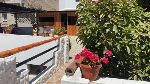 a potted plant on a railing next to a tree at Las Palmeras Eco Hostel in Cabanaconde