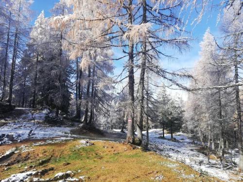 a snowy forest with snow covered trees and grass at Chalet Neuhofalm Obertauern mit Sauna und Hobbyraum in Obertauern