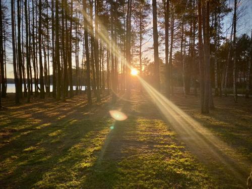 a sun shining through the trees in a field at Ośrodek Wypoczynkowy "Julia" w Samociążku in Samociążek