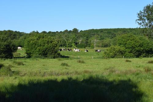 uma manada de vacas a pastar num campo relvado em Auberge de la vallée de la douve em L'Etang-Bertrand