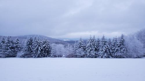 a snow covered forest with snow covered trees at Landgasthof Steuber - Hotel garni in Bromskirchen