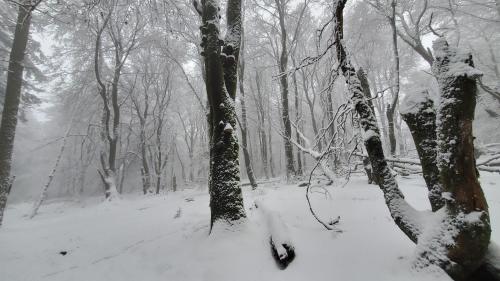 a snow covered forest with snow covered trees at Landgasthof Steuber - Hotel garni in Bromskirchen