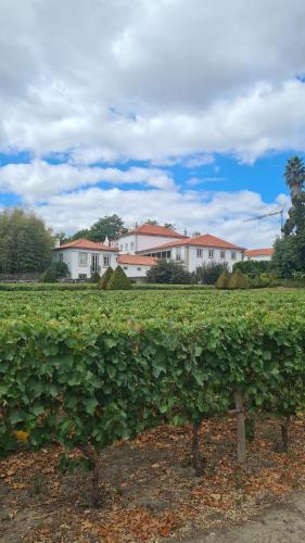 a field of vines with houses in the background at O Cantinho da Penetra AL in Santar