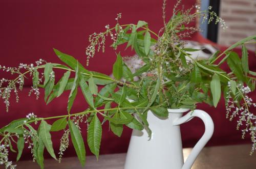 a white vase with a plant in it at Airiños de Mondariz in Mondariz