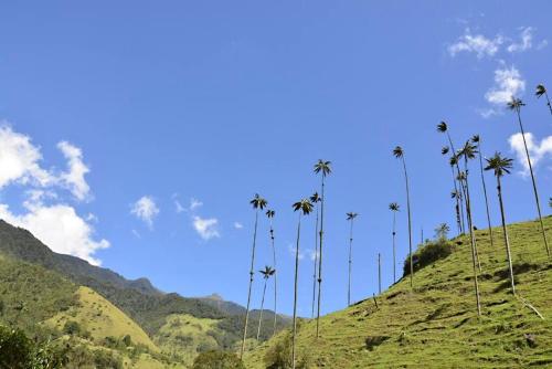 Une rangée de palmiers au sommet d'une colline dans l'établissement Cálido apartaestudio en La Castellana, à Armenia