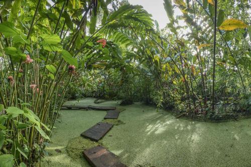 a garden with some plants and a walkway at Cabañas del Rio in Fortuna